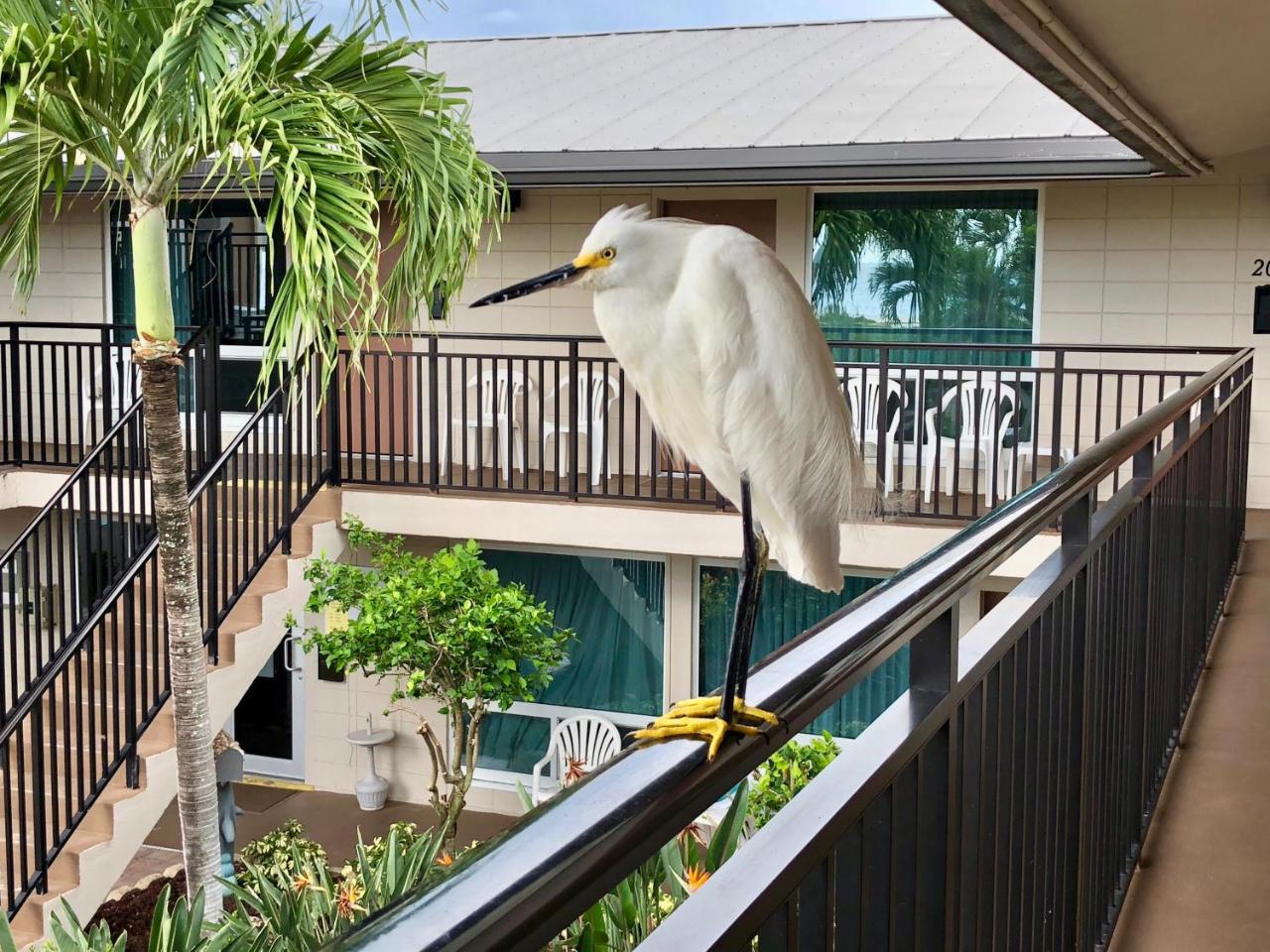 Caribbean Beach Club Fort Myers Beach Eksteriør billede